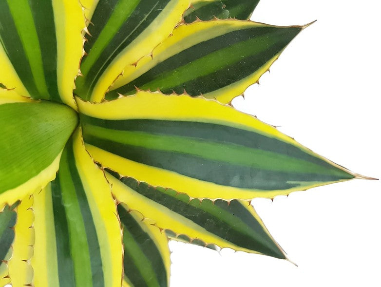 Agave lophantha "quadricolor" - vierfarbige Agave