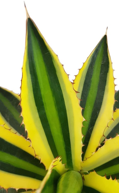 Agave lophantha "quadricolor" - vierfarbige Agave