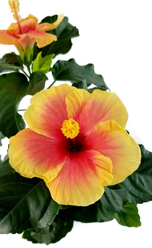 Hibiscus "Seppe" - Hawaii Hibiskus