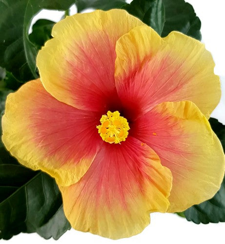 Hibiscus "Seppe" - Hawaii Hibiskus