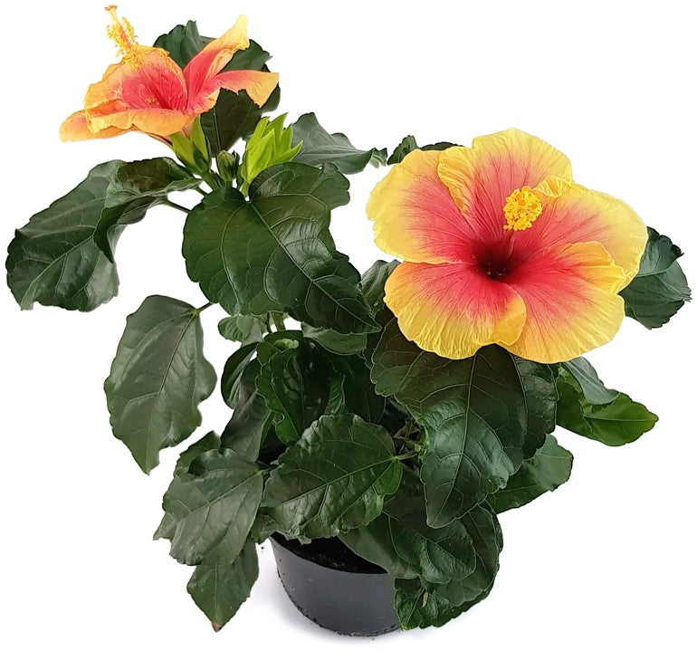 Hibiscus "Seppe" - Hawaii Hibiskus
