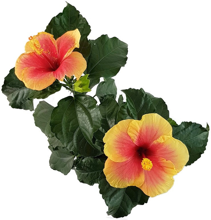 Hibiscus "Seppe" - Hawaii Hibiskus