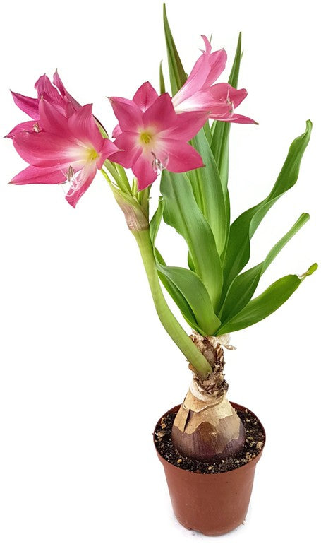 Crinum "Ellen Bosanquet" - Blumenzwiebel