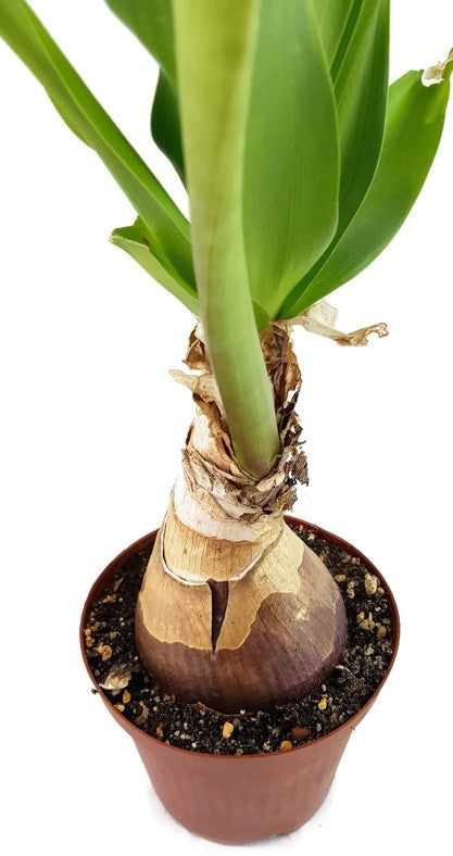 Crinum "Ellen Bosanquet" - Blumenzwiebel