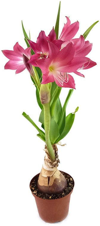 Crinum "Ellen Bosanquet" - Blumenzwiebel