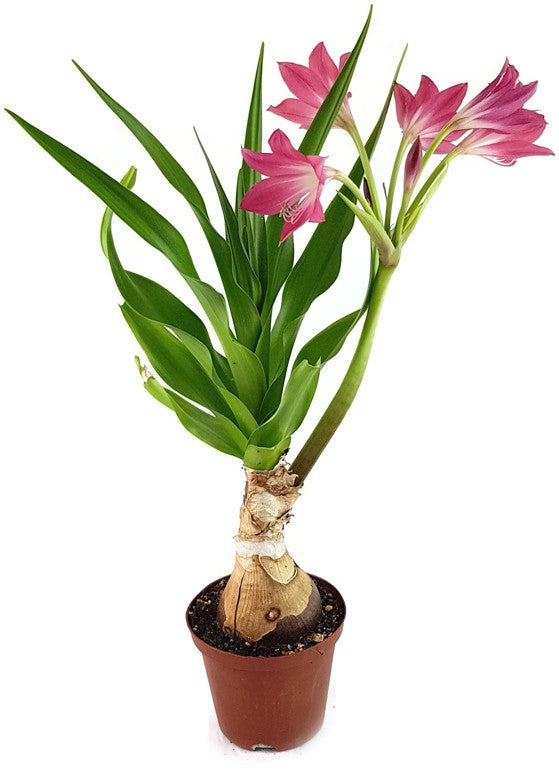 Crinum "Ellen Bosanquet" - Blumenzwiebel