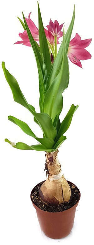 Crinum "Ellen Bosanquet" - Blumenzwiebel