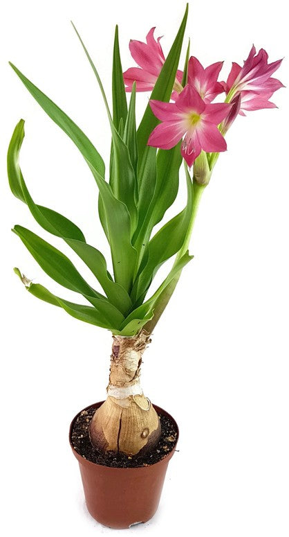 Crinum "Ellen Bosanquet" - Blumenzwiebel
