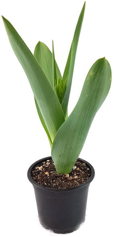 Galtonia viridiflora - grünblühende Kaphyazinthe