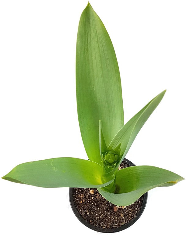 Galtonia viridiflora - grünblühende Kaphyazinthe