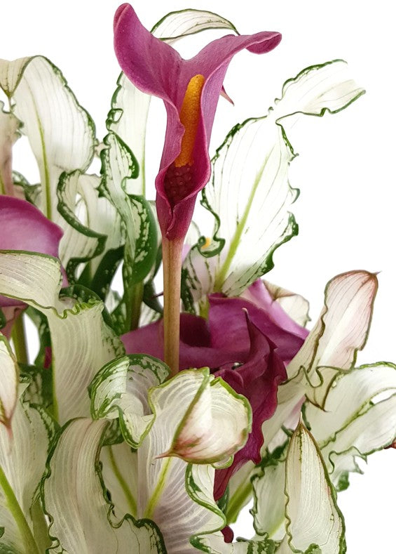 Zantedeschia "Frozen Queen" - Aronstabgewächs