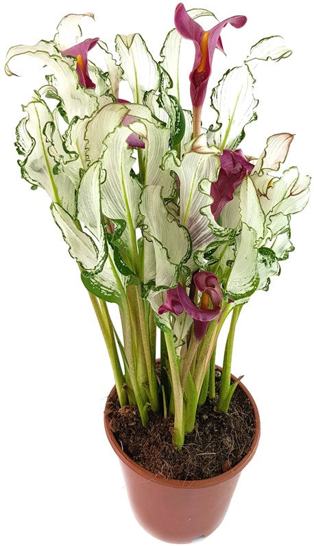 Zantedeschia "Frozen Queen" - Aronstabgewächs