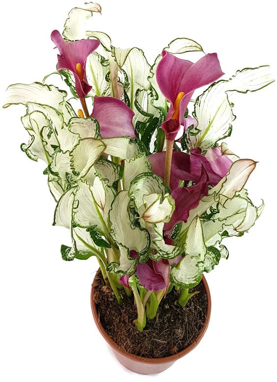 Zantedeschia "Frozen Queen" - Aronstabgewächs