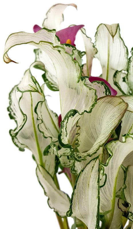 Zantedeschia "Frozen Queen" - Aronstabgewächs