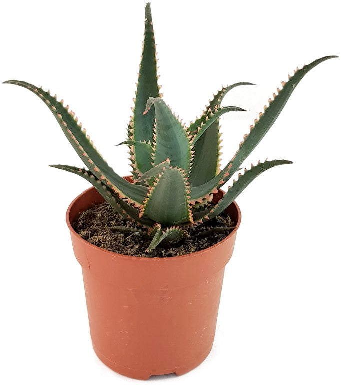 Aloe cv. "Red Dragon" - Sukkulente