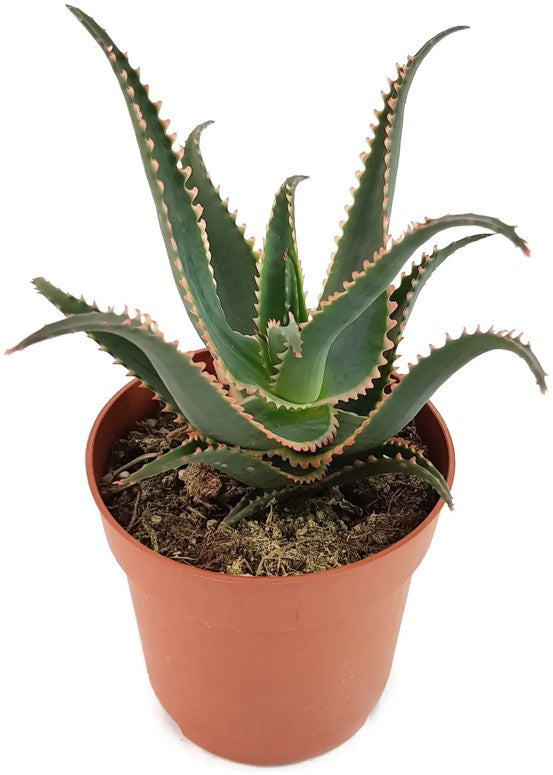 Aloe cv. "Red Dragon" - Sukkulente
