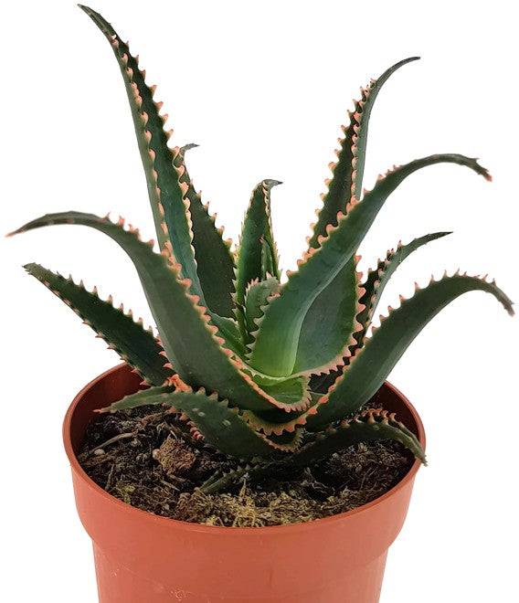 Aloe cv. "Red Dragon" - Sukkulente