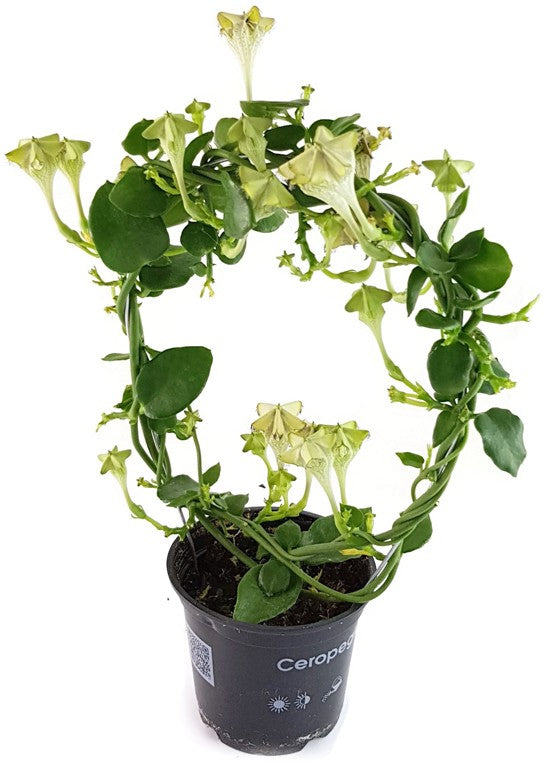 Ceropegia sandersonii Hybride "Monteroie" - Leuchterblume