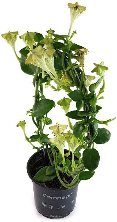 Ceropegia sandersonii Hybride "Monteroie" - Leuchterblume