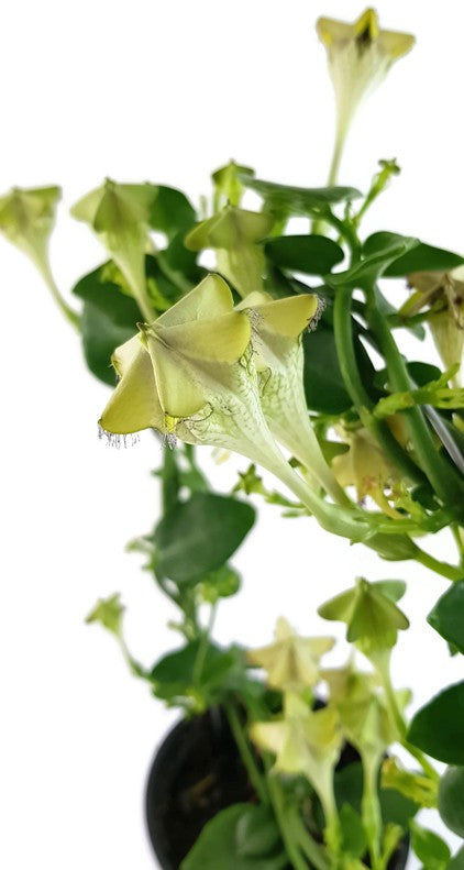 Ceropegia sandersonii Hybride "Monteroie" - Leuchterblume