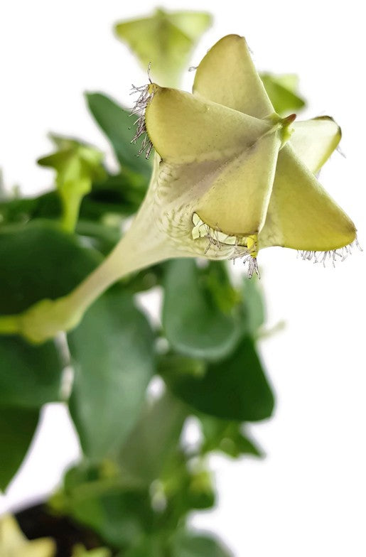 Ceropegia sandersonii Hybride "Monteroie" - Leuchterblume