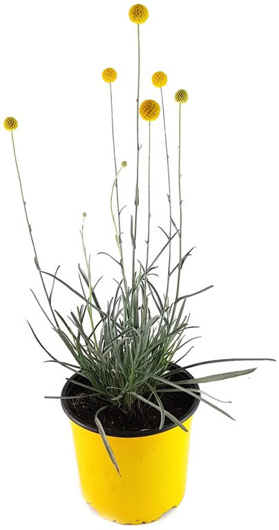 Craspedia globosa "Golf Beauty" - Asterngewächs