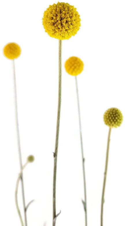 Craspedia globosa "Golf Beauty" - Asterngewächs