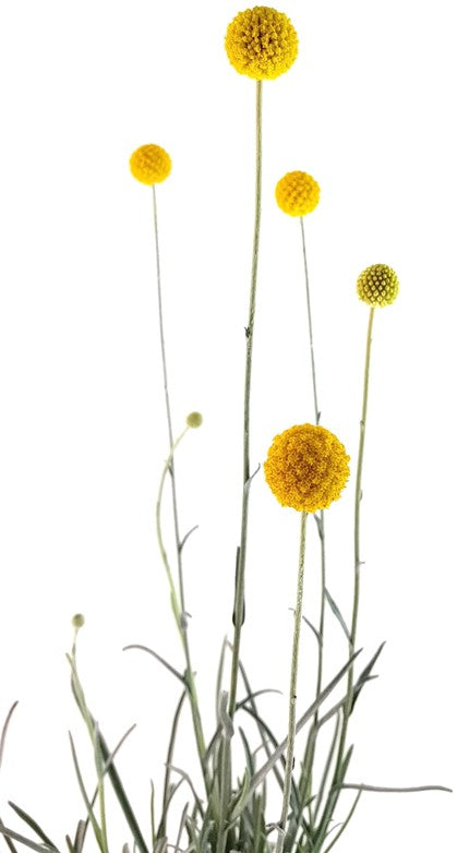 Craspedia globosa "Golf Beauty" - Asterngewächs