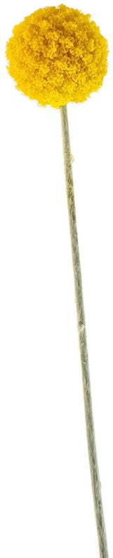 Craspedia globosa "Golf Beauty" - Asterngewächs