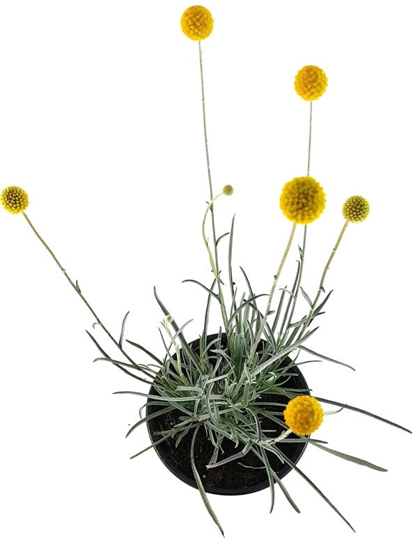 Craspedia globosa "Golf Beauty" - Asterngewächs