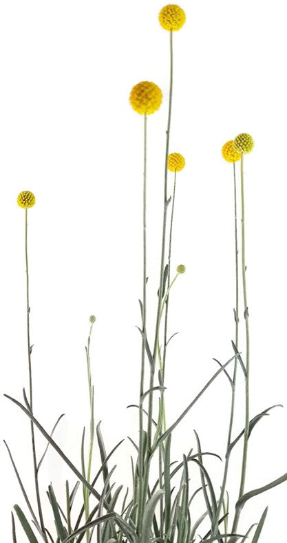 Craspedia globosa "Golf Beauty" - Asterngewächs