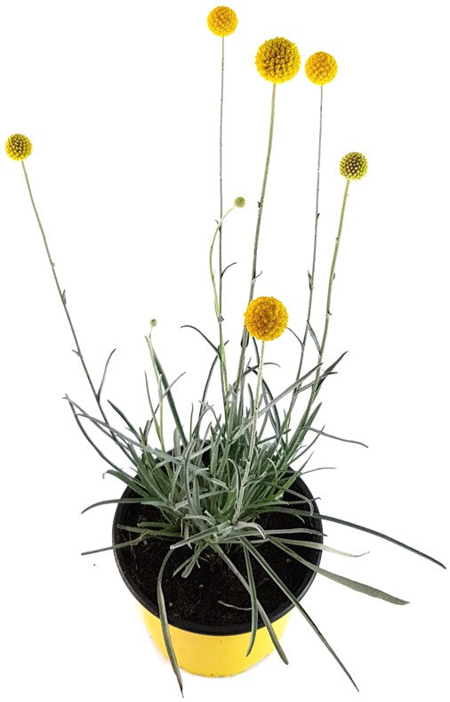 Craspedia globosa "Golf Beauty" - Asterngewächs