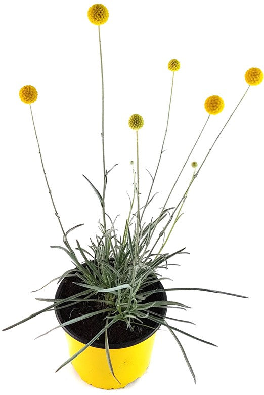 Craspedia globosa "Golf Beauty" - Asterngewächs