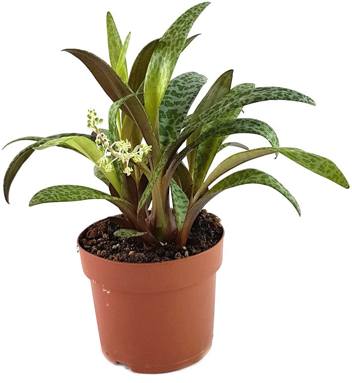 Scilla violacea - Tigerblatt