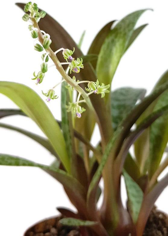 Scilla violacea - Tigerblatt