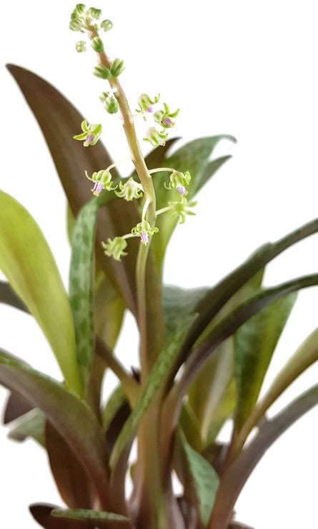 Scilla violacea - Tigerblatt