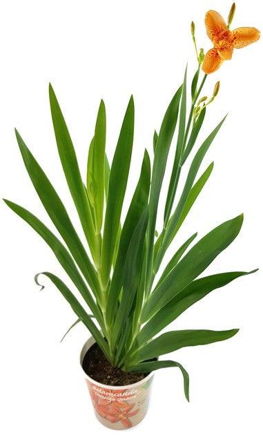 Belamcanda chinensis - Leopardenblume
