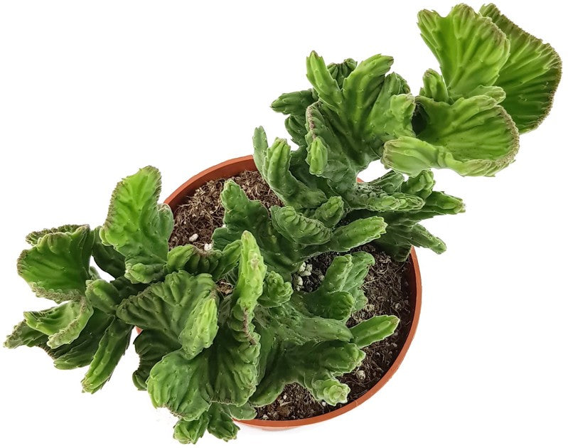 Stapelia leendertziae f. cristata - Seidenpflanzengewächs