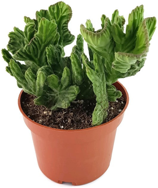 Stapelia leendertziae f. cristata - Seidenpflanzengewächs