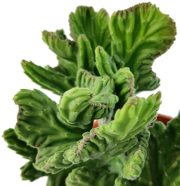 Stapelia leendertziae f. cristata - Seidenpflanzengewächs