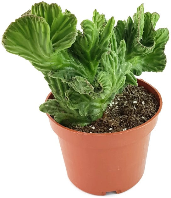 Stapelia leendertziae f. cristata - Seidenpflanzengewächs