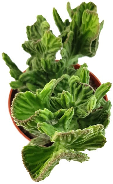 Stapelia leendertziae f. cristata - Seidenpflanzengewächs