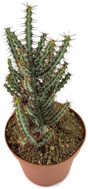 Euphorbia aeruginosa - Sukkulente