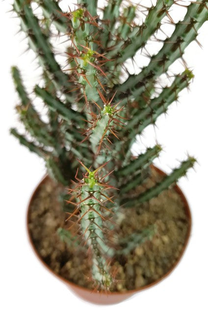 Euphorbia aeruginosa - Sukkulente