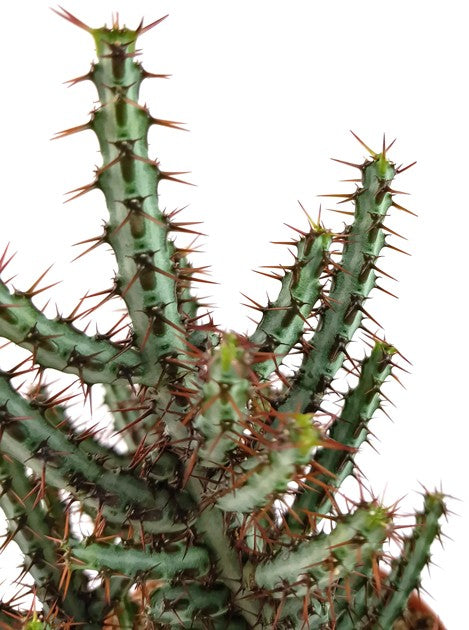 Euphorbia aeruginosa - Sukkulente