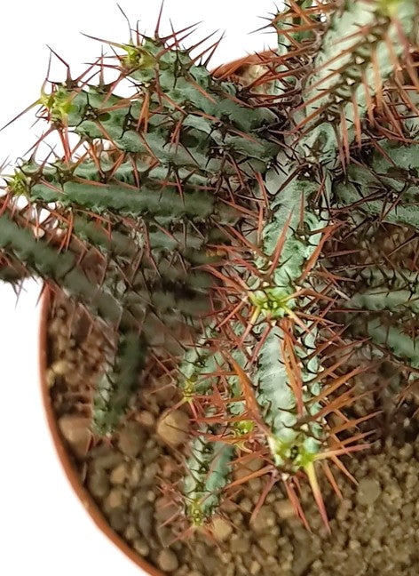 Euphorbia aeruginosa - Sukkulente