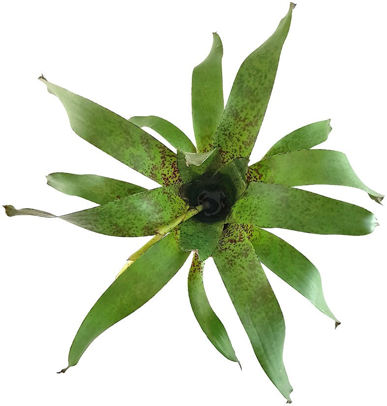 Vriesea pardalina "Lacy" - Bromelie