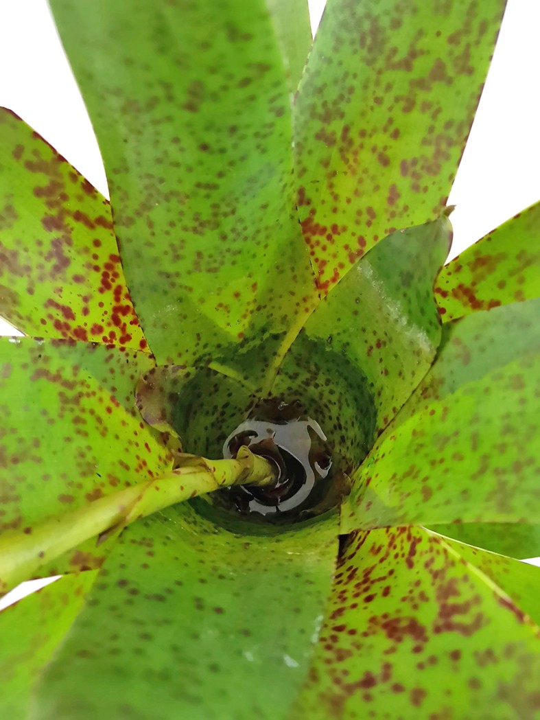 Vriesea pardalina "Lacy" - Bromelie