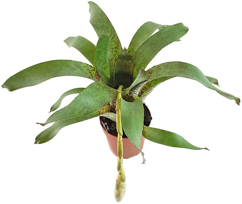 Vriesea pardalina "Lacy" - Bromelie