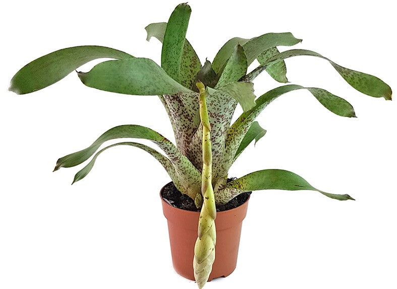 Vriesea pardalina "Lacy" - Bromelie